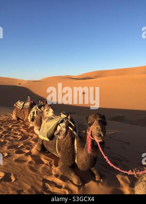 Reihe von Kamelen in der Wüste Sahara, Marokko, Afrika gebunden Stockfoto