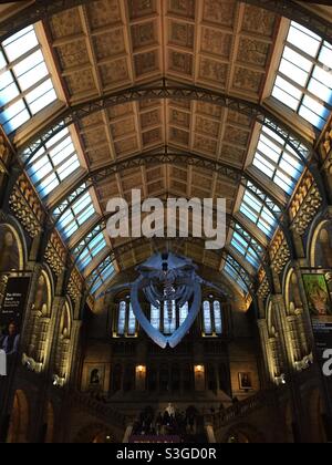 Innenhalle National History Museum, London, England, Großbritannien Stockfoto