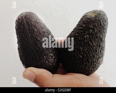 Zwei Avocados in der Hand gehalten vor weißem Hintergrund Stockfoto