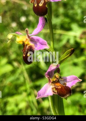 Bee Orchid (Ophrys apifera) wächst auf St. Catherine’s Hill Nature Reserve, Winchester, Hampshire, Großbritannien. Stockfoto