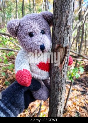 Eine Nahaufnahme eines Teddybären, der einen Baum im Wald umarmt. Stockfoto