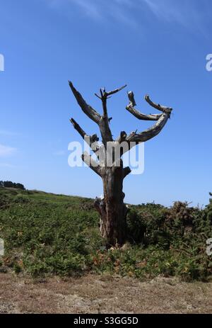 Ein großer Baum ohne Blätter in der Mitte der Dünen auf der Insel Houat in der Bretagne, Morbihan, Frankreich Stockfoto