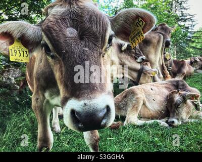 Eine junge Färse in den deutschen Alpen blickt auf die Kamera Stockfoto