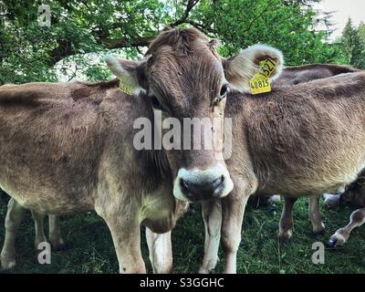 Junge Färsen in den deutschen Alpen blicken auf die Kamera Stockfoto