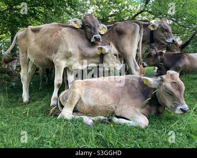 Junge Färsen in den deutschen Alpen blicken auf die Kamera Stockfoto