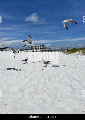 Möwen fliegen und Menschen genießen einen Sommertag am weißen Sandstrand von Florida Stockfoto