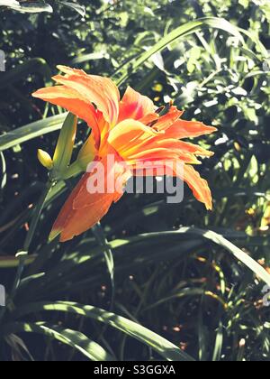 Orangefarbene Taglilie im Sonnenlicht Stockfoto