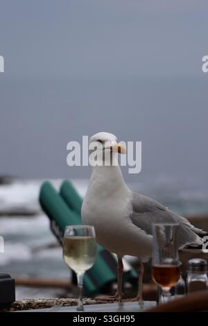 Eine Möwe zwischen zwei Gläsern Wein, weiß und rot Stockfoto