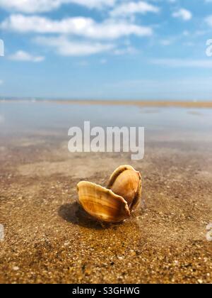 Eine offene Muschel, die bei Ebbe an einem einsamen Strand zurückgelassen wurde Stockfoto