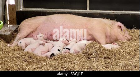 Schweine im Cotswold Farm Park Stockfoto