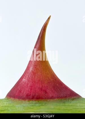 Nahaufnahme des Dorns eines Rosenbusches Stockfoto