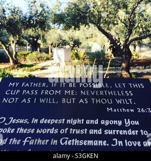 Matthäusevangelium 26:3 im Garten Gethsemane in Jerusalem, Israel. Hier hat Jesus mit seinen Jüngern unter den Olivenbäumen gebetet, bevor er gekreuzigt wurde. Stockfoto