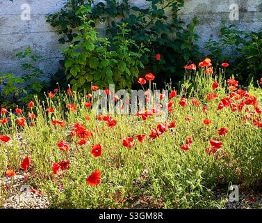 Mohnblumen - Papaver rhoeas - in einem Garten. Stockfoto
