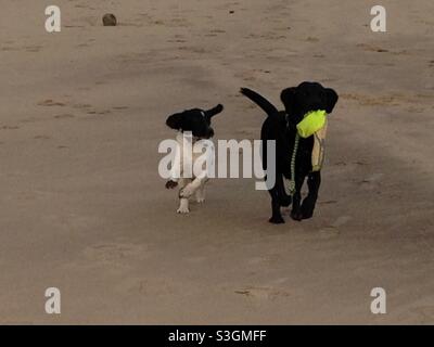 Hunde am Strand spielen Stockfoto