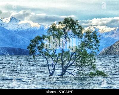 Dieser Wanaka-Baum, Lake Wanaka, Südinsel, Neuseeland Stockfoto