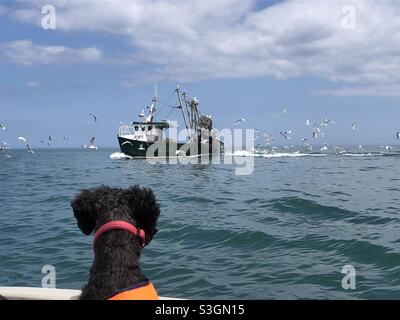 Schwarzer Hund beobachtet Brixham Trawler vorbei Stockfoto