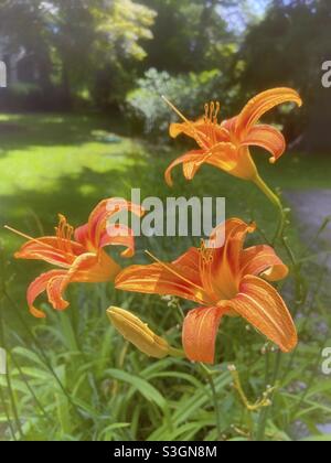 Orangefarbene Taglilien, auch bekannt als Grabenlilien oder Tawny Daylily, in einem Sommergarten. Eine flüchtige Schönheit, ihre vergänglichen Blüten dauern nur einen Tag. Stockfoto
