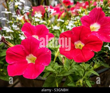 Multi Flora petunias im Hausgarten. Stockfoto