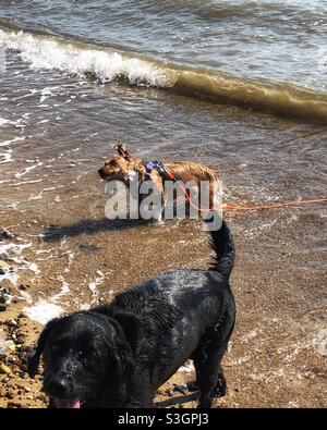 Schütteln! Zwei Hunde schwimmen am Meer. Stockfoto