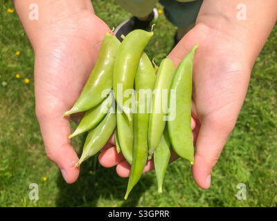 Ein Kind hält frische Zuckererbsen, die aus dem Garten gepflückt wurden. Stockfoto