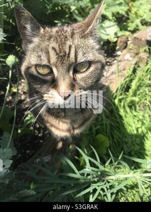 Alte Katze starrte auf die Kamera - saß in einem Garten Stockfoto