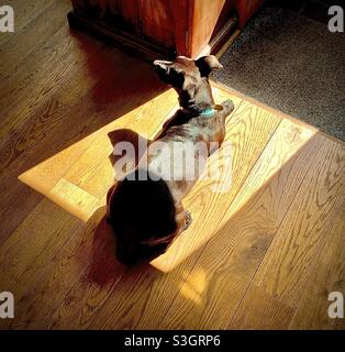 Hund in der Sonne Stockfoto