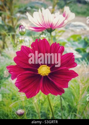 Cosmos blüht im Sommergarten. Stockfoto