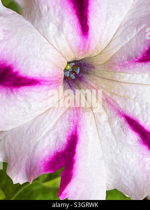 Petunia Blume. Ansicht schließen Stockfoto