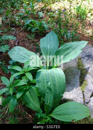 Gentiana lutea oder große gelbe Enzianblätter wachsen in natürlichen Lebensraum, Rila Naturschutzgebiet und Nationalpark, Rila Berg, Bulgarien, Balkan, Europa Stockfoto