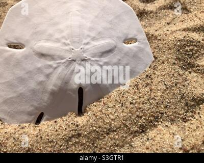 Sanddollar am Strand Stockfoto