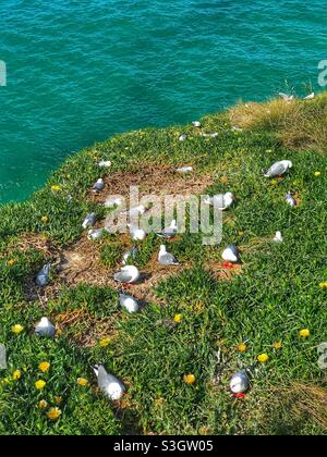 Rotschnabelmöwen (Larus novaehollandiae) brüten auf Taiaroa Head am Ende der Otago-Halbinsel in Dunedin, Südinsel, Neuseeland Stockfoto