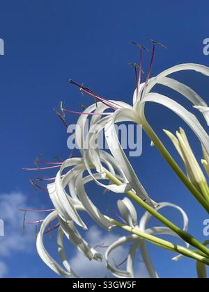 Afrikanische Lilie mit blauem Himmel Hintergrund Stockfoto