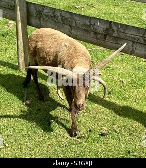 Manx loaghtan Stockfoto