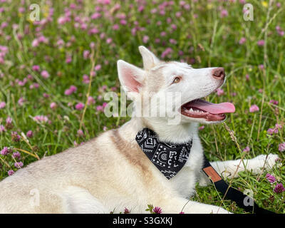 @TrulyTakoda auf der Wiese pt2 Stockfoto