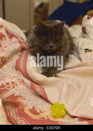 5 Monate altes blaupersisches Kätzchen, das mit einer gelben Kugel im Bett spielt. Stockfoto
