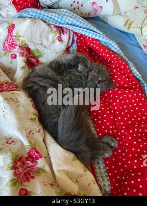 6 Monate altes blaupersisches Kätzchen, das auf dem Rücken im menschlichen Bett schläft. Stockfoto