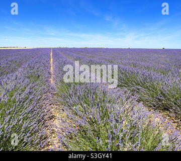 Lavendel-Feld. Brihuega, Provinz Guadalajara, Castilla La Mancha, Spanien. Stockfoto