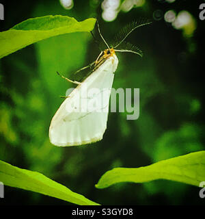 Ein Schmetterling steht auf einer Pflanze in einem Wald in Mexiko Stockfoto