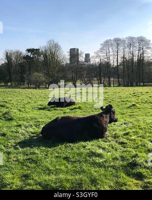 Zwei dunkelbraune Kühe liegen auf grünem Gras mit Wymondham Abbey im Hintergrund Stockfoto