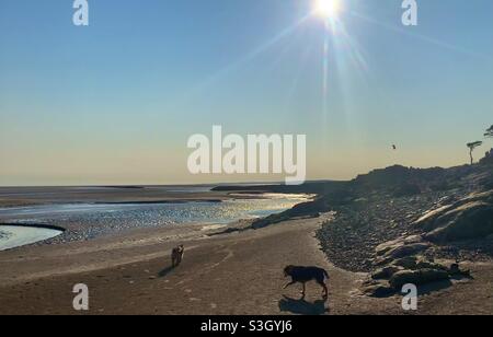 Hunde laufen am Abend am Strand Stockfoto