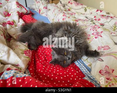 6 Monate altes blaupersisches Kätzchen, das auf dem Rücken im Bett liegt. Stockfoto