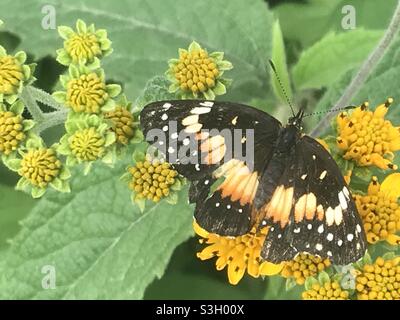 Ein Schmetterling steht auf einer grünen Pflanze mit gelben Blüten in einem Wald in Mexiko Stockfoto