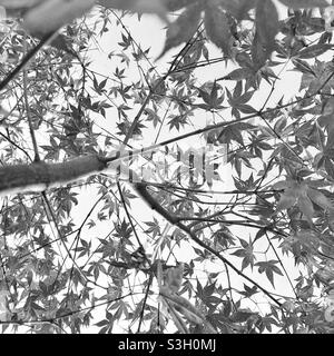 Ein Schwarz-Weiß-Foto eines acer-Baumes, der von unten zum Himmel blickt. Baldachin aus Blättern Stockfoto