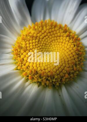 Makro-Daisy Stockfoto