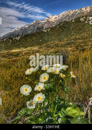 Der Mount Cook Buttercup (Ranunculus lyallii) blüht auf einer Bergwiese neben dem Hooker Valley Track im Aoraki Mount Cook Nationalpark, Region Canterbury, Südinsel, Neuseeland Stockfoto