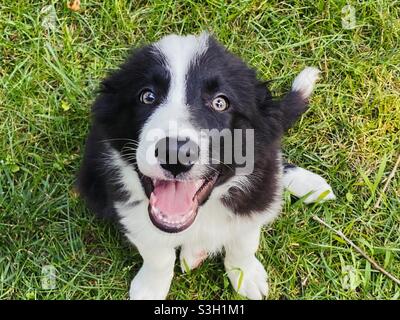Glücklich und Hyper Grenze Collie Welpen Stockfoto