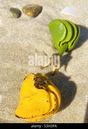 Wir fanden den Gold Coast Strand, Gold Coast Morgenspaziergang am Strand, Sea QLD Stockfoto