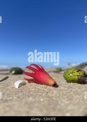 Gute Küste, Strand, Morgenspaziergang Stockfoto