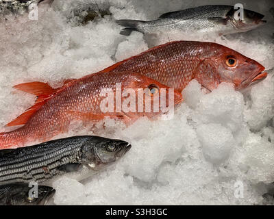 Res Snapper und Forelle auf Eis auf einem Fischmarkt Stockfoto