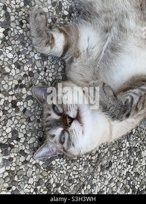 Gattina soriana occhi azzurri primo Piano a pancia in su Stockfoto